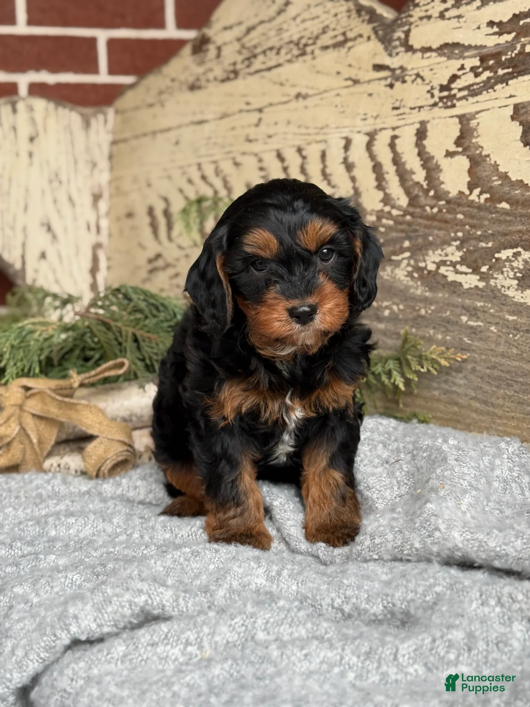 Mixed Breed dogs for sale: Harper - Ad 4
