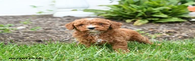 Eddie