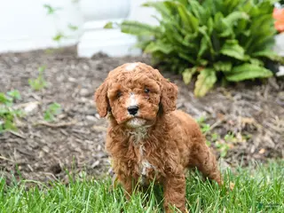 Mini Goldendoodle dogs for sale: Eddie - Ad 1