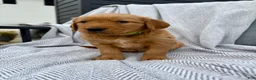 Golden Retriever dogs for sale: Rocky (lime green collar) - Ad 4