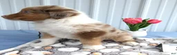 Miniature Australian Shepherd dogs for sale: Miniature Australian Shepherd 5 Devin - Ad 4