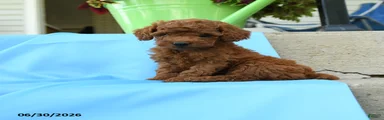 Freddy