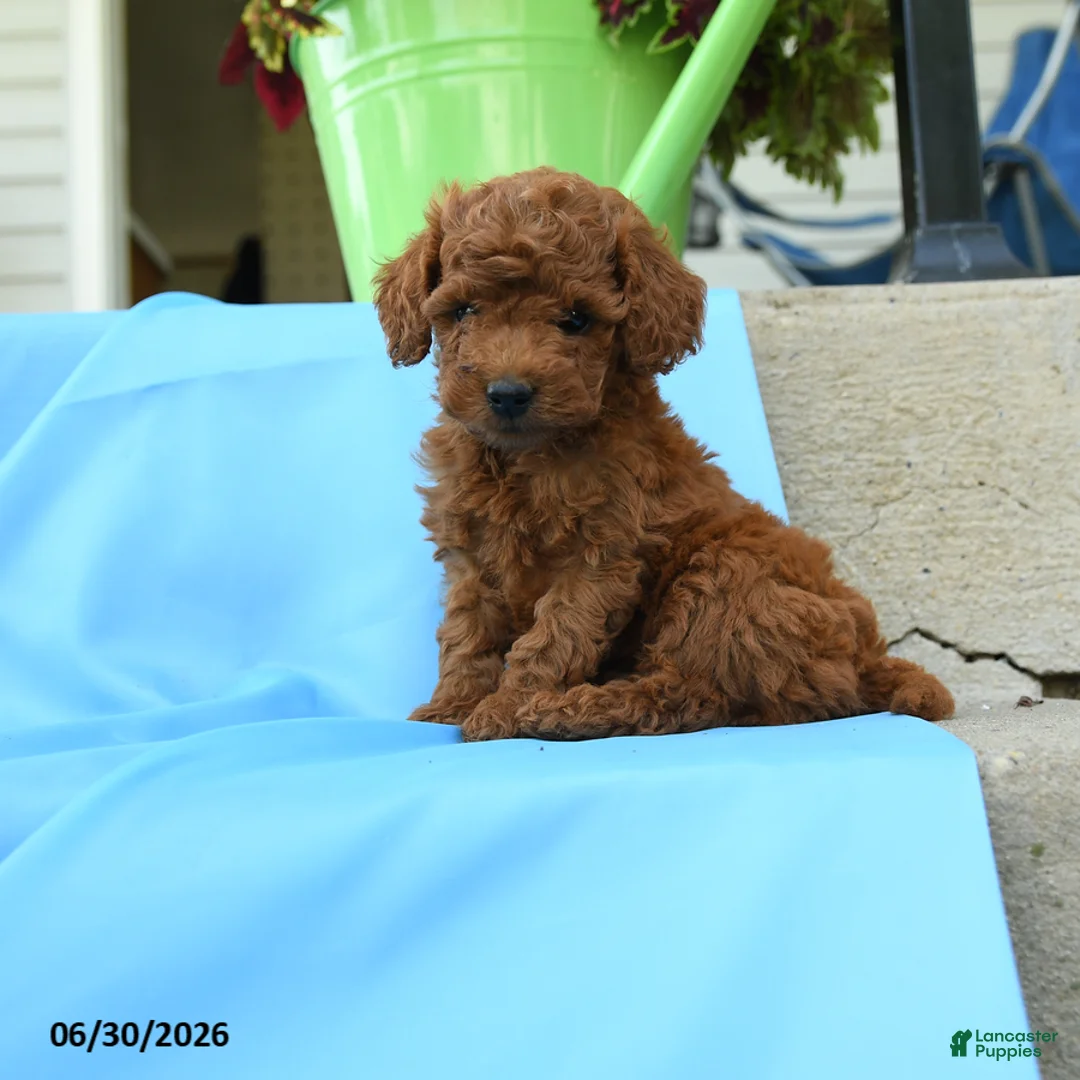 Toy Poodle dogs for sale: Freddy - Ad 1