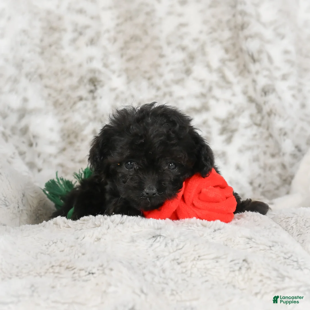 Cavapoo dogs for sale: Teddy - Ad 7