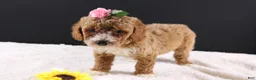 Mini Goldendoodle dogs for sale: Daisy - Ad 9