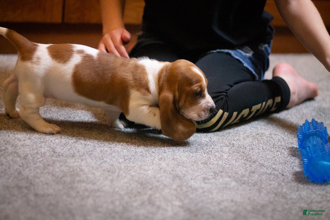 Basset Hound dogs for sale: Winnie - Ad 3