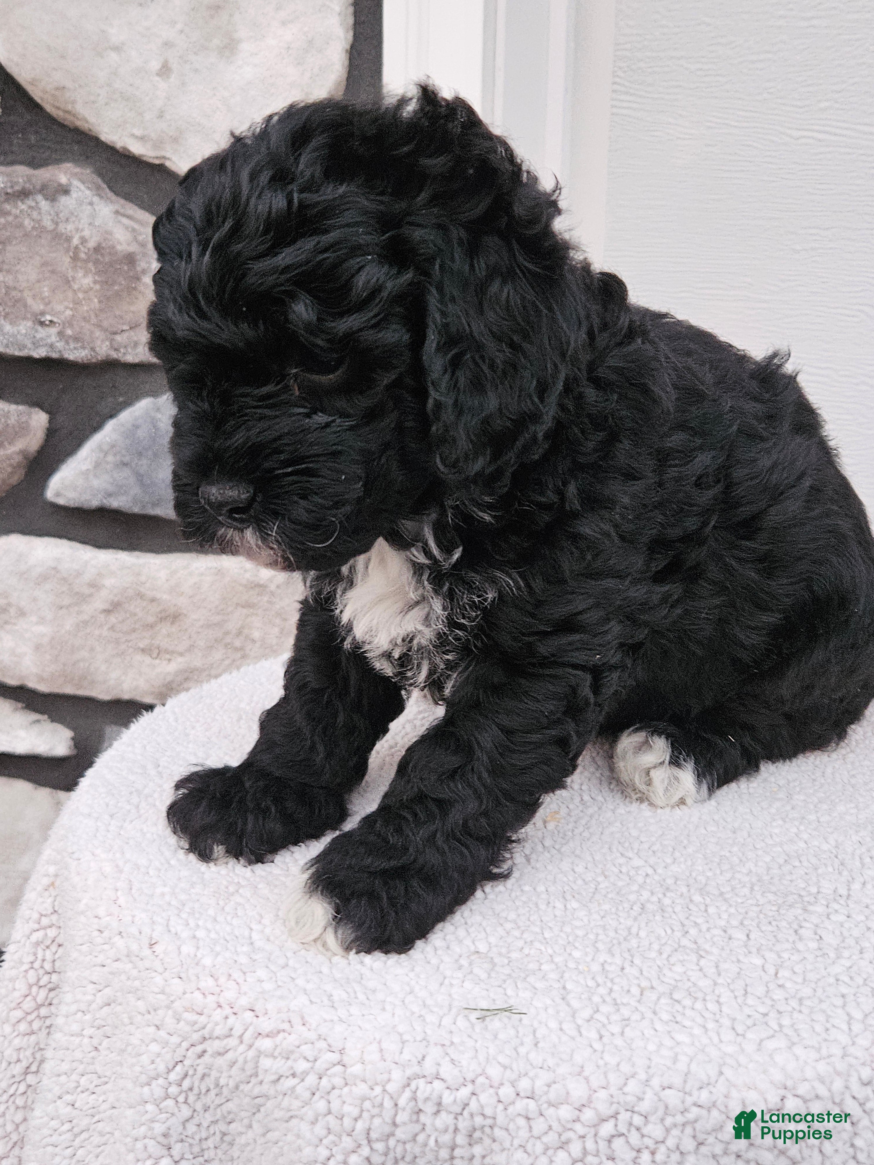 Mini Bernedoodle dogs Conner - Ad 2