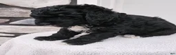 Mini Bernedoodle dogs for sale: Conner - Ad 2