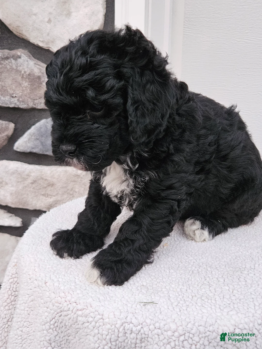 Mini Bernedoodle dogs for sale: Conner - Ad 2