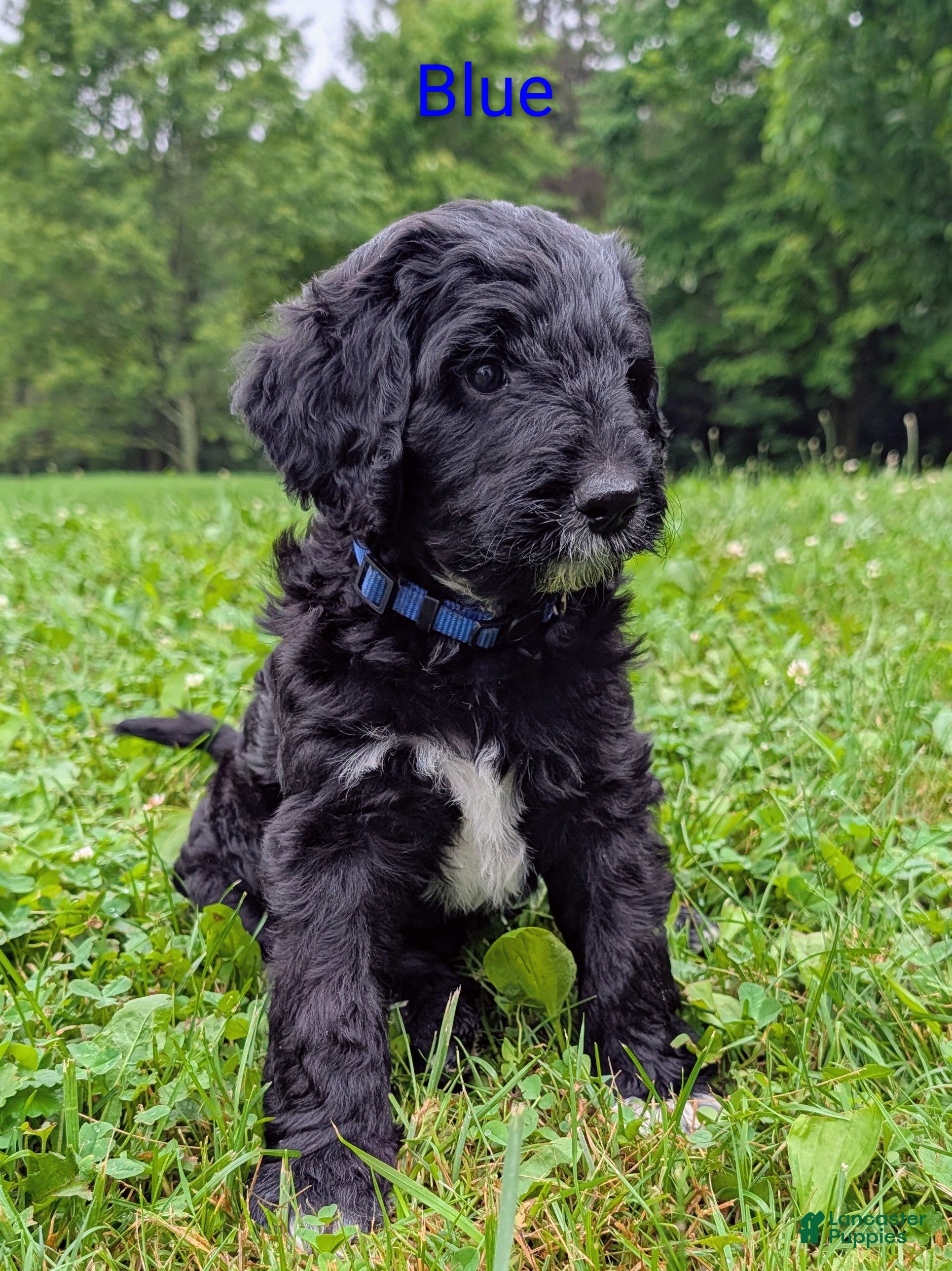 Aussiedoodle dogs Aussiedoodle 3 - Ad 1