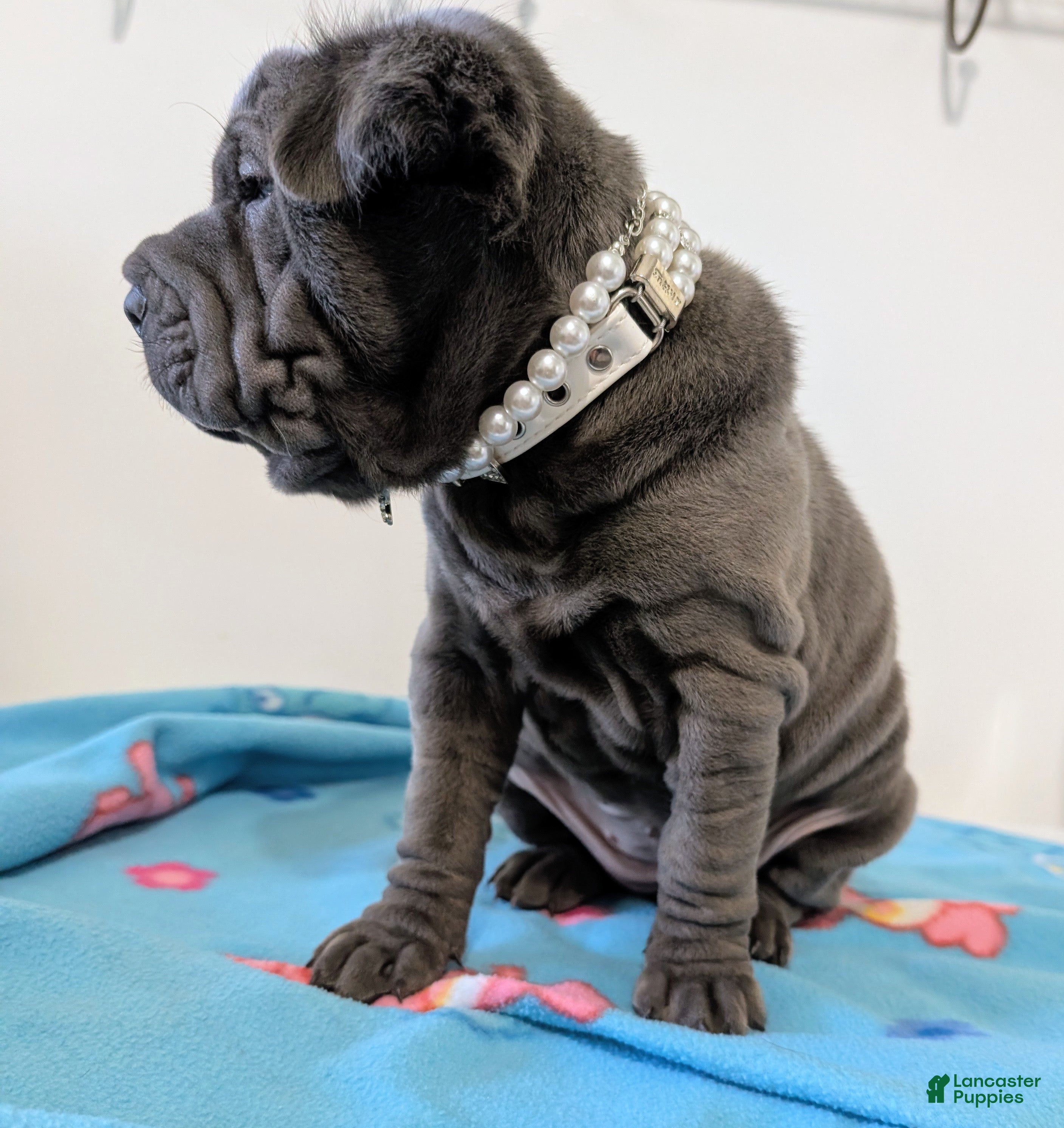 Mixed Breed dogs Puppy 1 - Ad 2