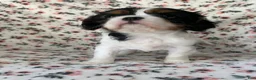 Cavalier King Charles Spaniel dogs for sale: Miracle - Ad 11