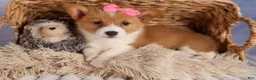 Welsh Corgi Pembroke dogs for sale: Bella🌸 - Ad 4