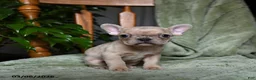 French Bulldog dogs for sale: Alice - Ad 1