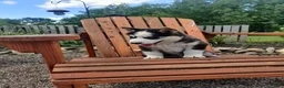 Siberian Husky dogs for sale: Lily - Ad 4