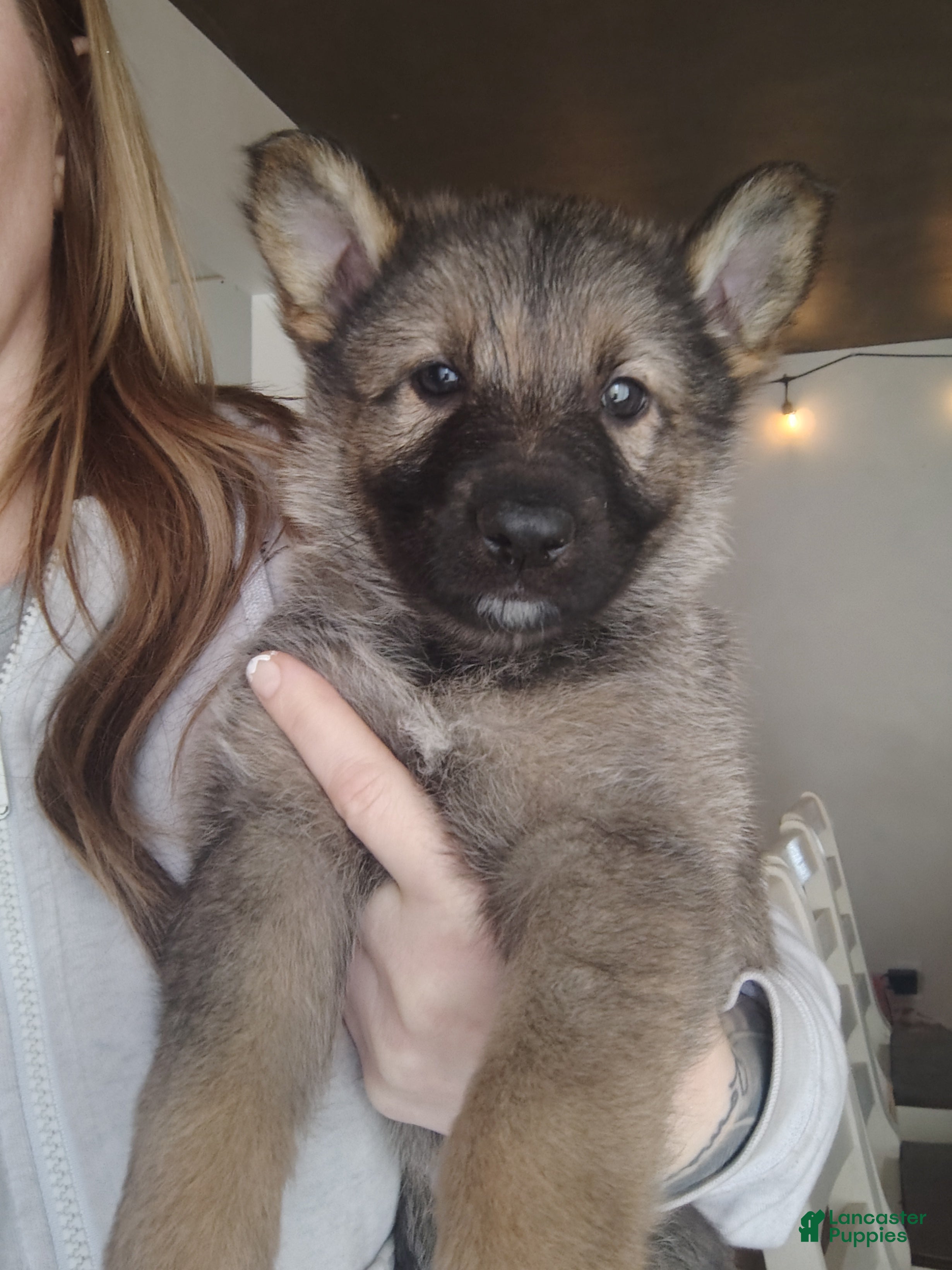 German Shepherd dogs Fern - Ad 1