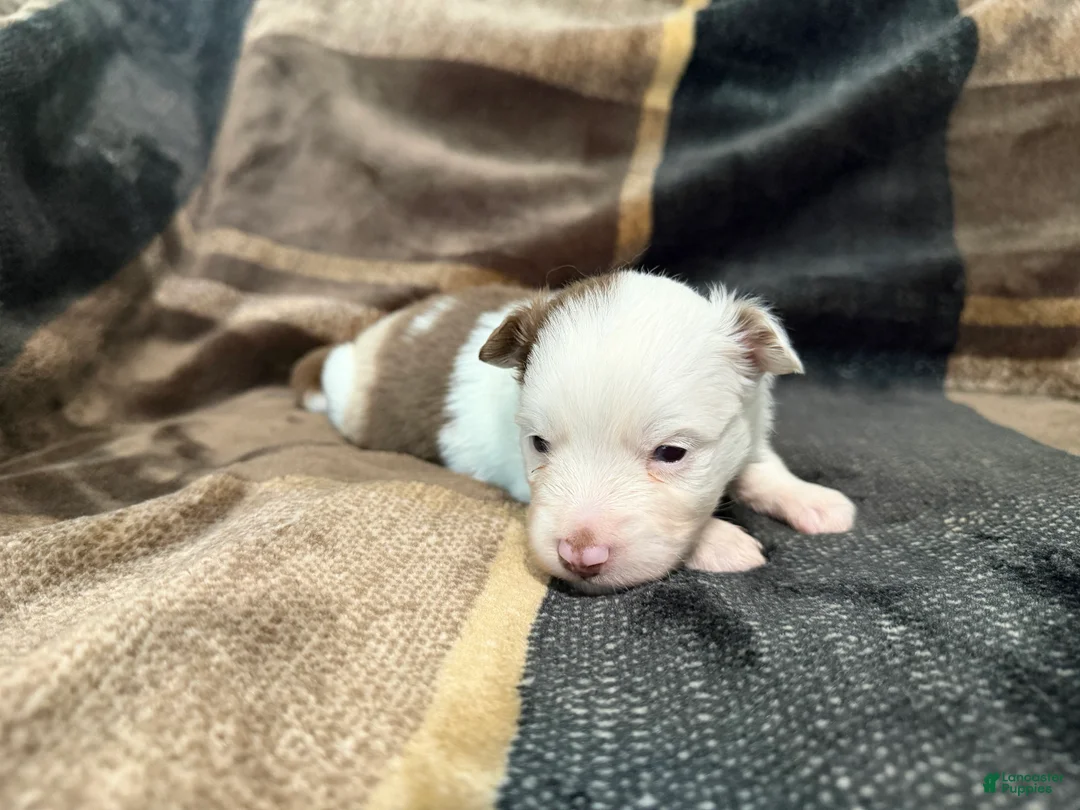 Toy Australian Shepherd dogs for sale: Toy Australian Shepherd 3 - Ad 2