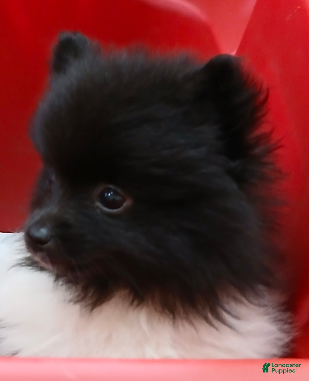 Pomeranian dogs AKC Little Emmy - Ad 2