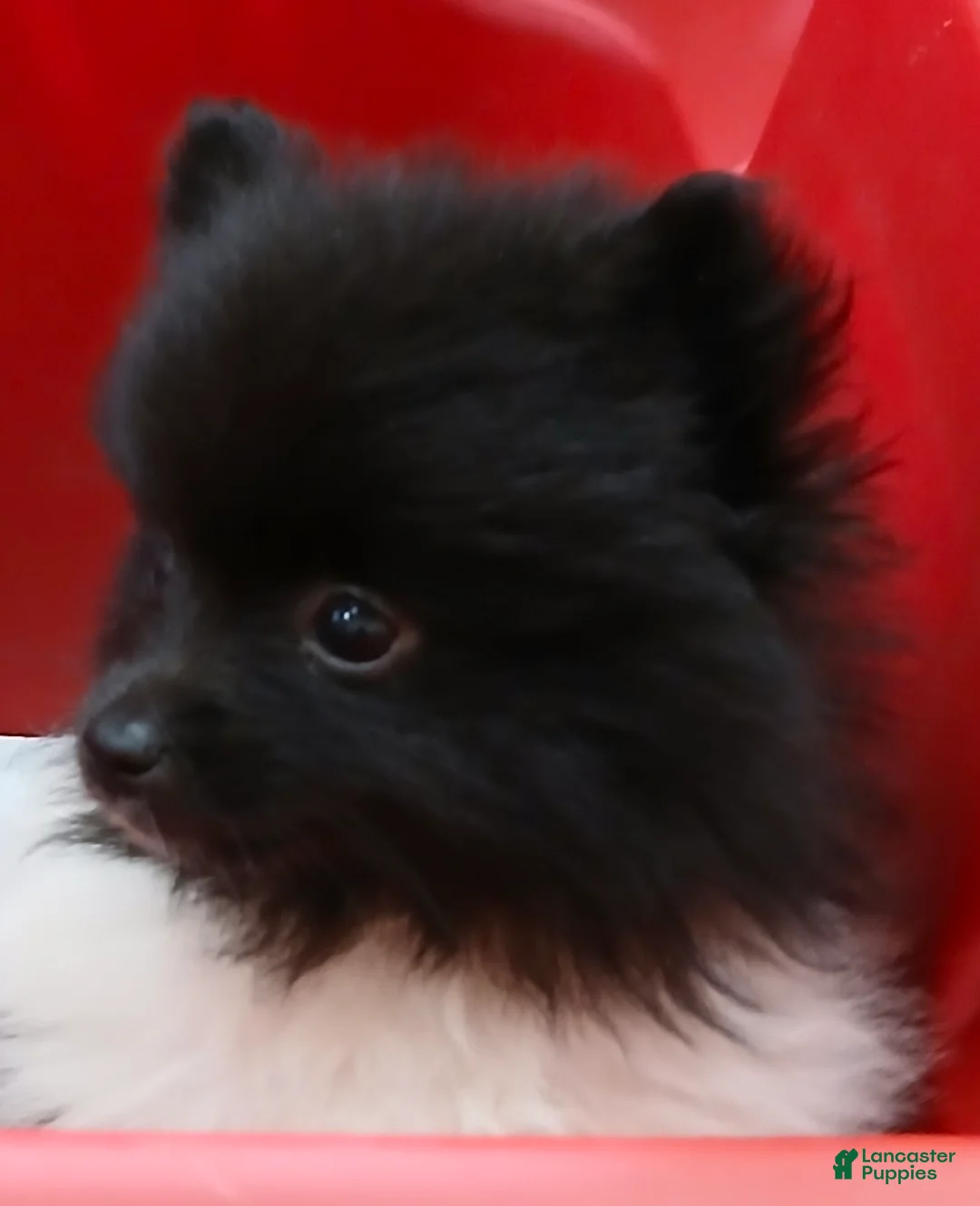 Pomeranian dogs for sale: AKC Little Emmy - Ad 2