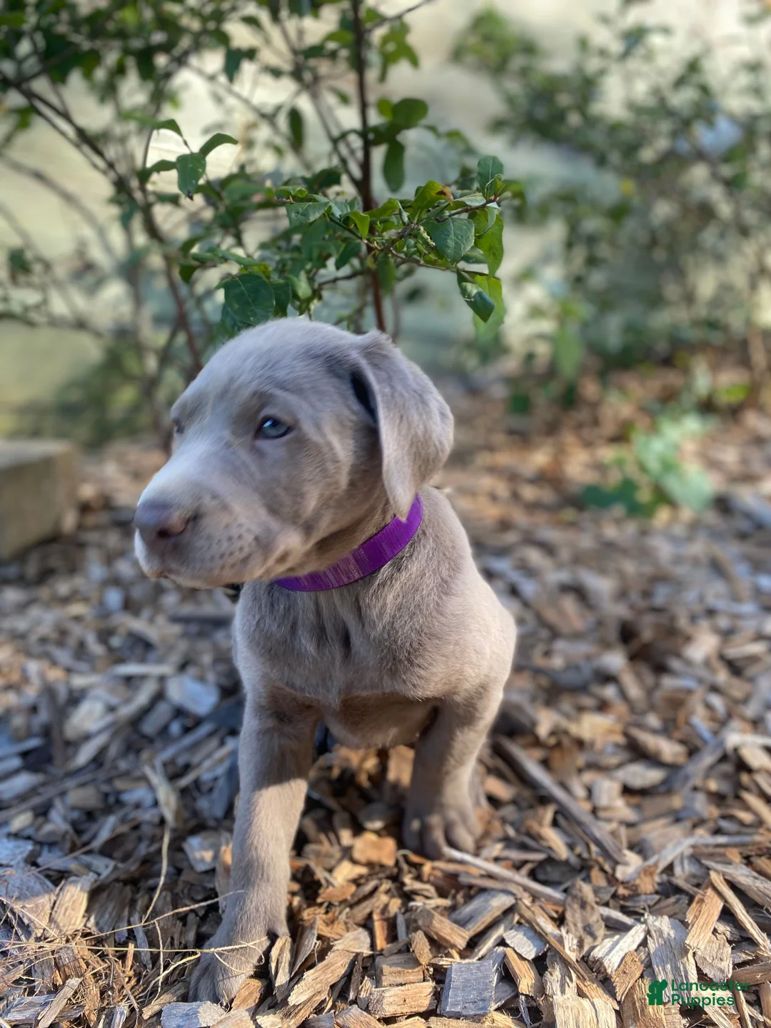 Labrador Retriever dogs for sale: Harley - Ad 12