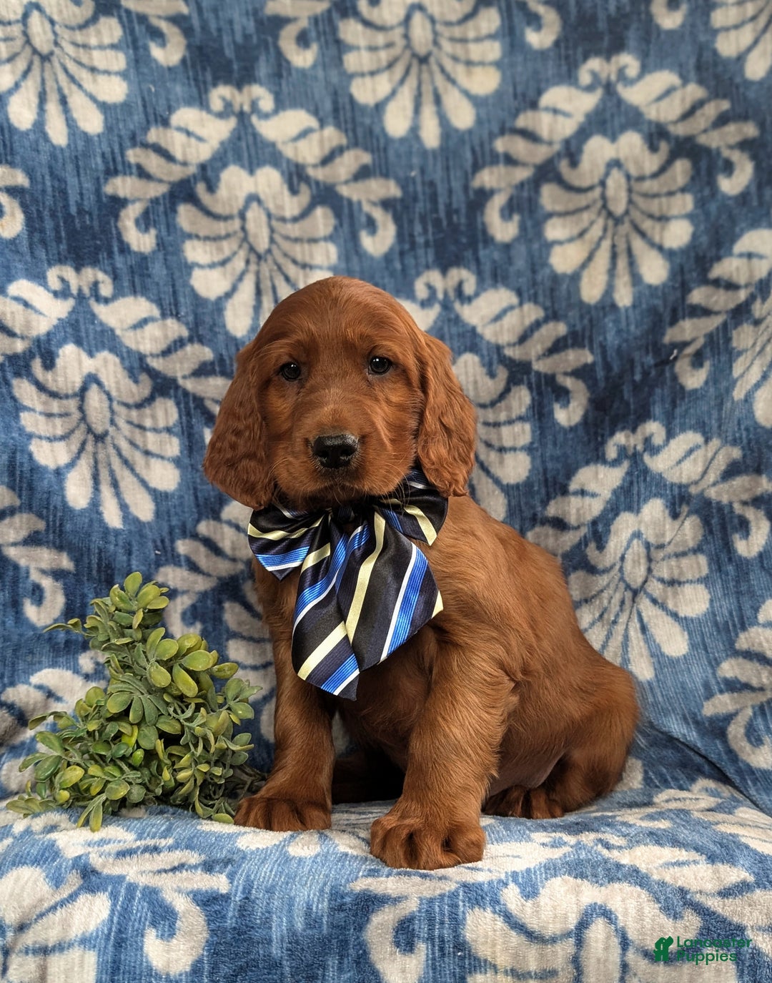 Irish Setter dogs for sale: Devan - Ad 1