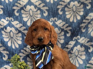 Irish Setter dogs Devan - Ad 10