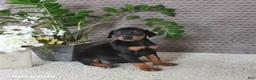 Doberman Pinscher dogs for sale: Maya  - Ad 4