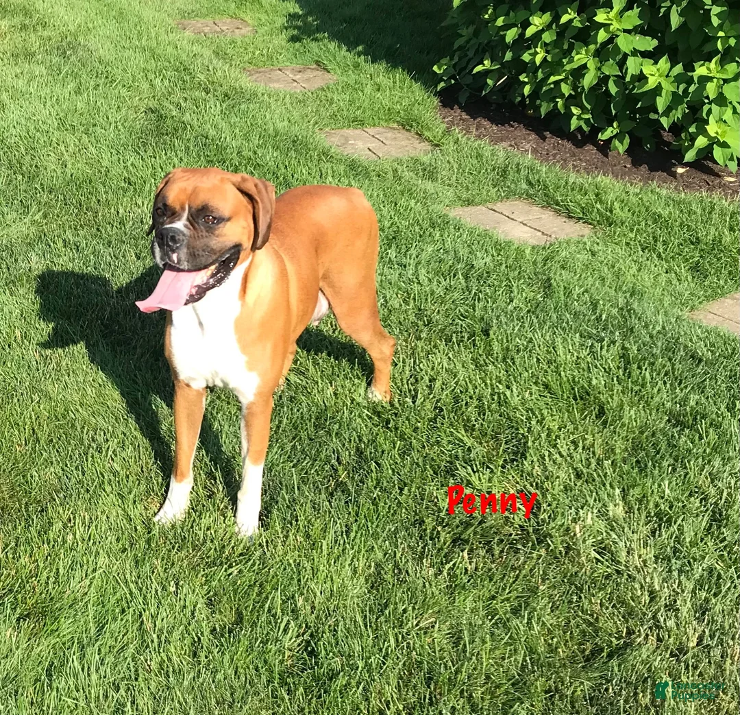 Boxer dogs for sale: Daisy Boxer Puppy 2 - Ad 6