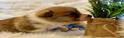 Welsh Corgi Pembroke dogs for sale: Dino - Ad 5
