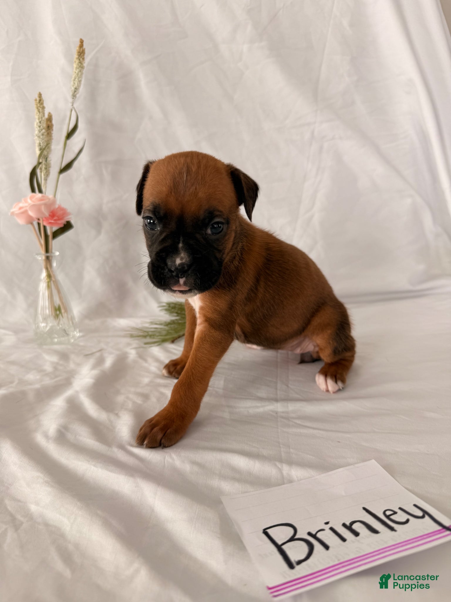 Boxer dogs Brinley  - Ad 42