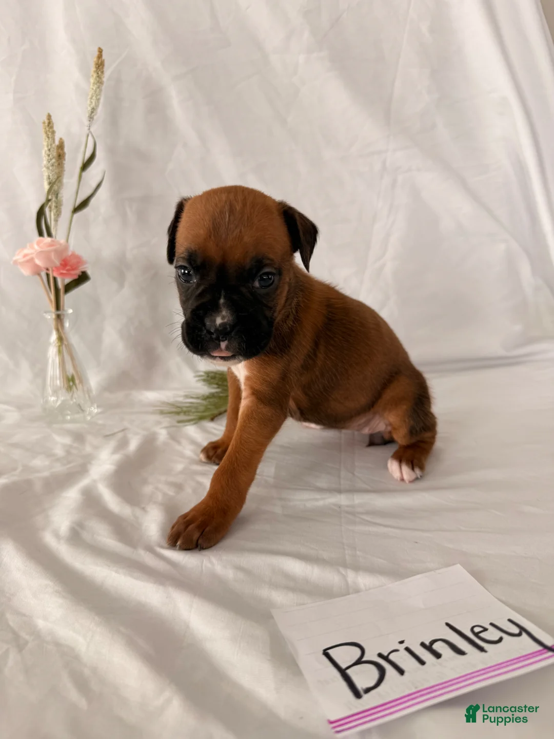 Boxer dogs for sale: Brinley  - Ad 1