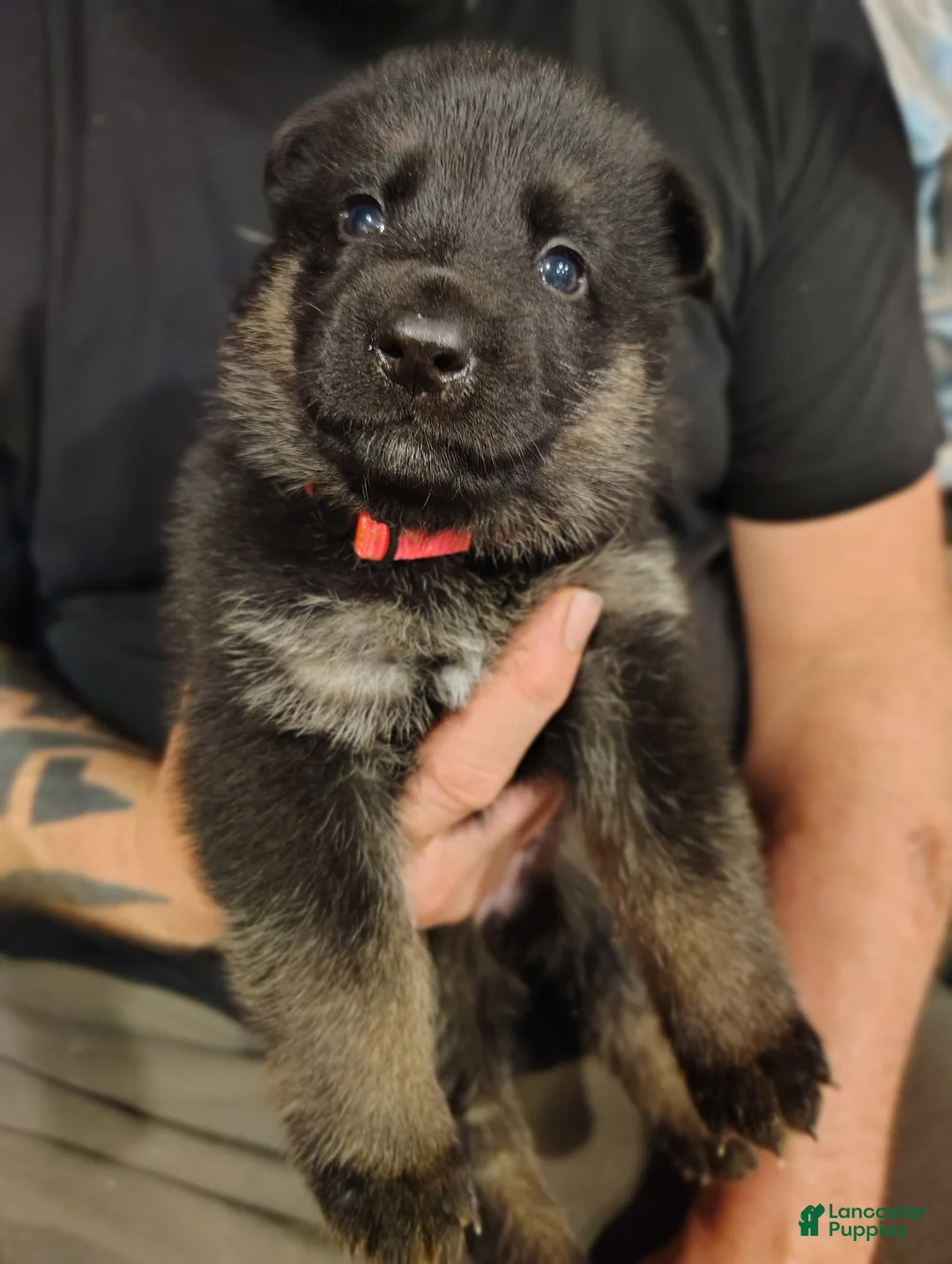 German Shepherd dogs for sale: Vesta - Ad 2