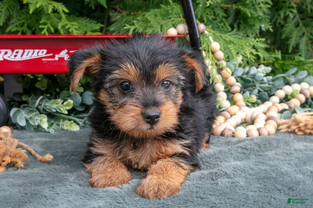 Yorkshire Terrier dogs for sale: Periwinkle - Ad 3