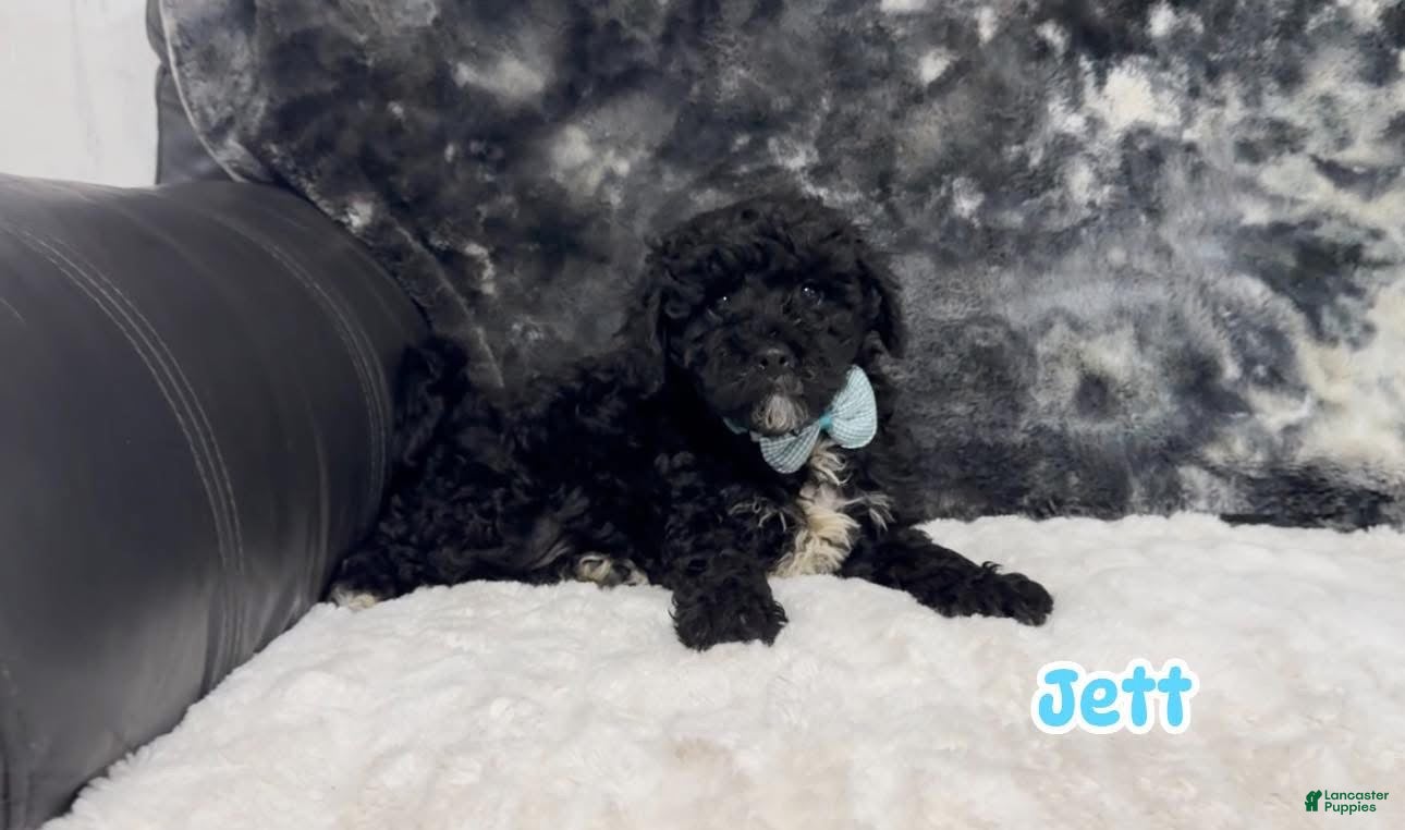 Cavapoo dogs Jett - Ad 22