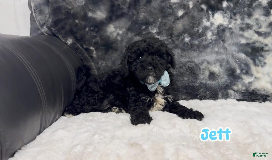 Cavapoo dogs for sale: Jett - Ad 1