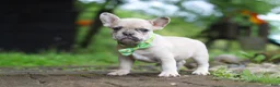 French Bulldog dogs for sale: Ace - Ad 3