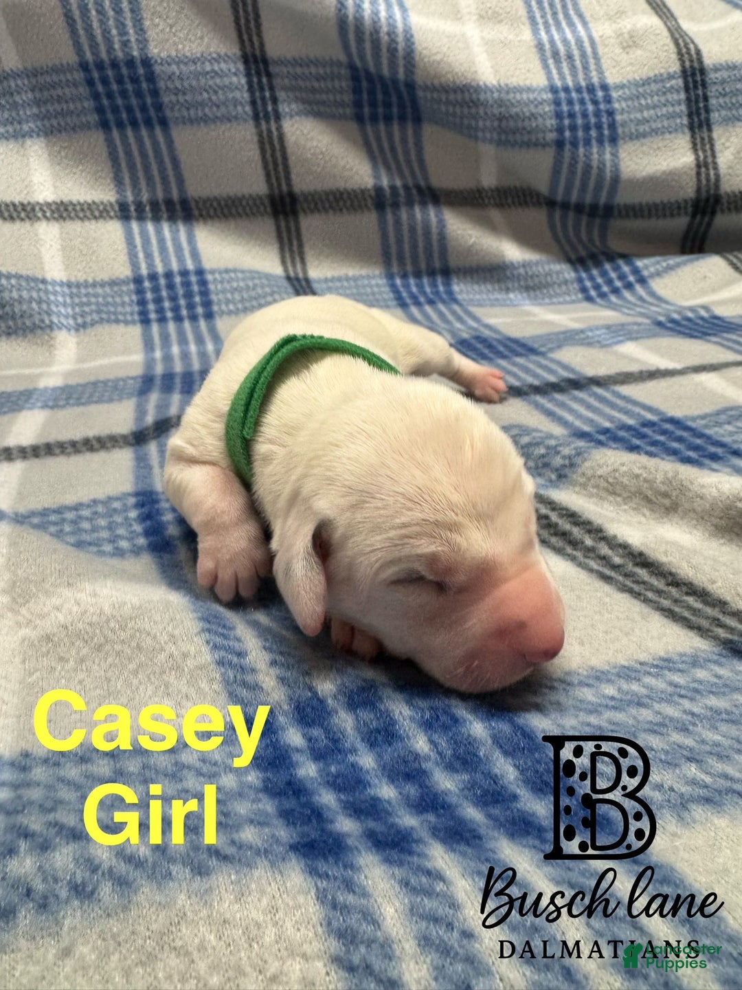 Dalmatian dogs for sale: Casey  - Ad 2