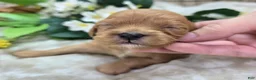 Cavapoo dogs for sale: Lala Orange - Ad 3