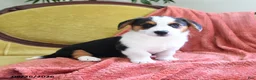 Welsh Corgi Pembroke dogs for sale: Bethany - Ad 3