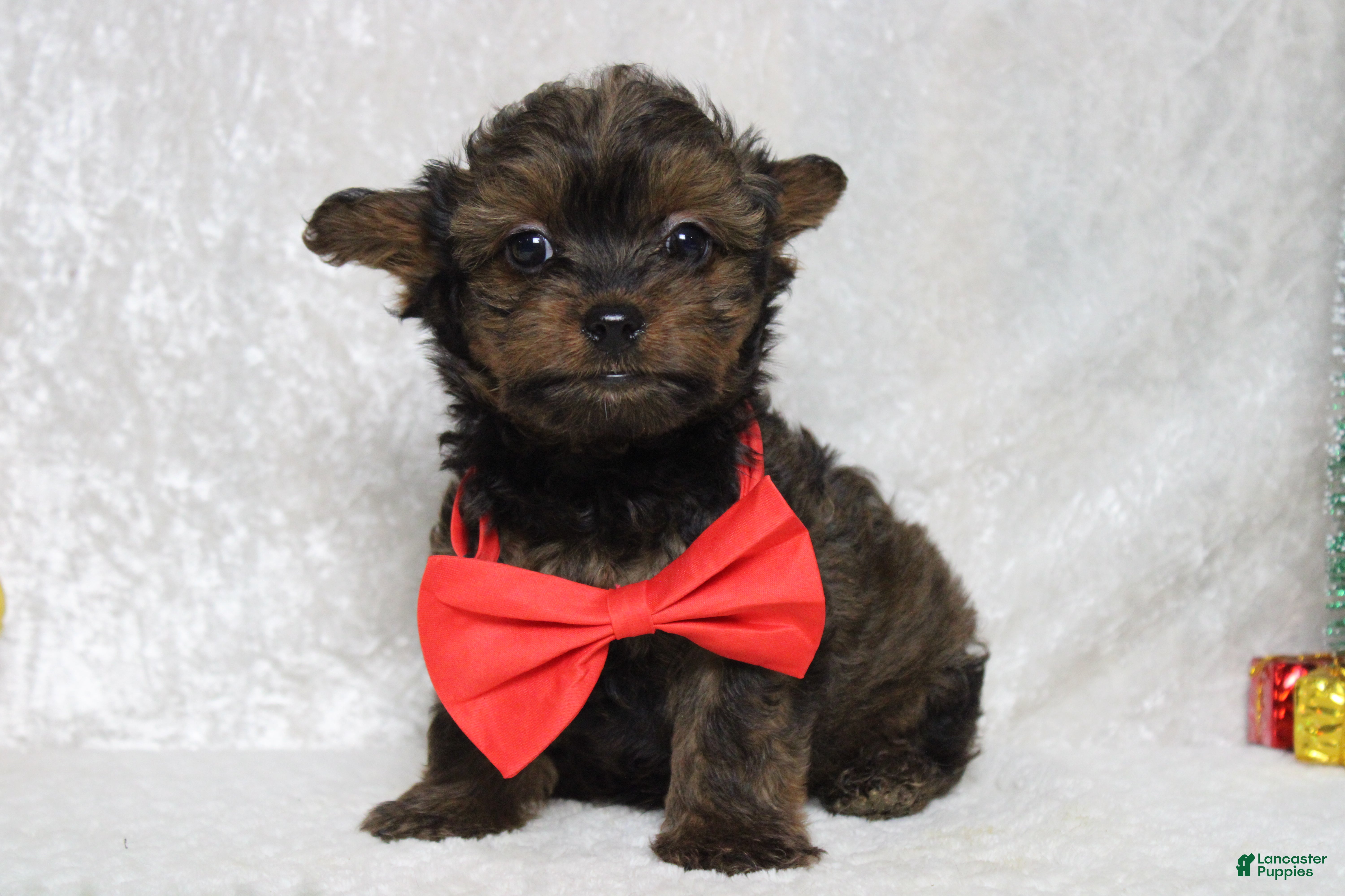 Yorkiepoo dogs Maize - Ad 27