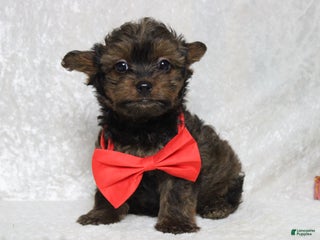 Yorkiepoo dogs Maize - Ad 20