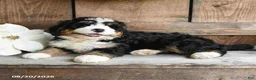 Mini Bernedoodle dogs for sale: Daisy - Ad 4