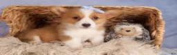 Welsh Corgi Pembroke dogs for sale: Barry🐾 - Ad 6
