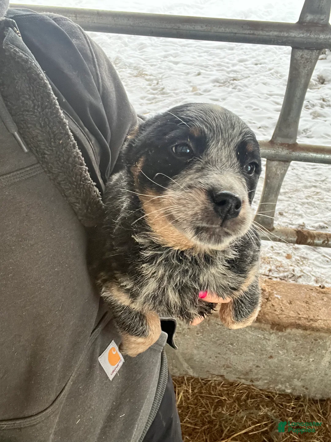 Australian Cattle Dog dogs for sale: Delilah - Ad 1