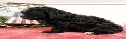 Havapoo dogs for sale: Cocoa - Ad 3