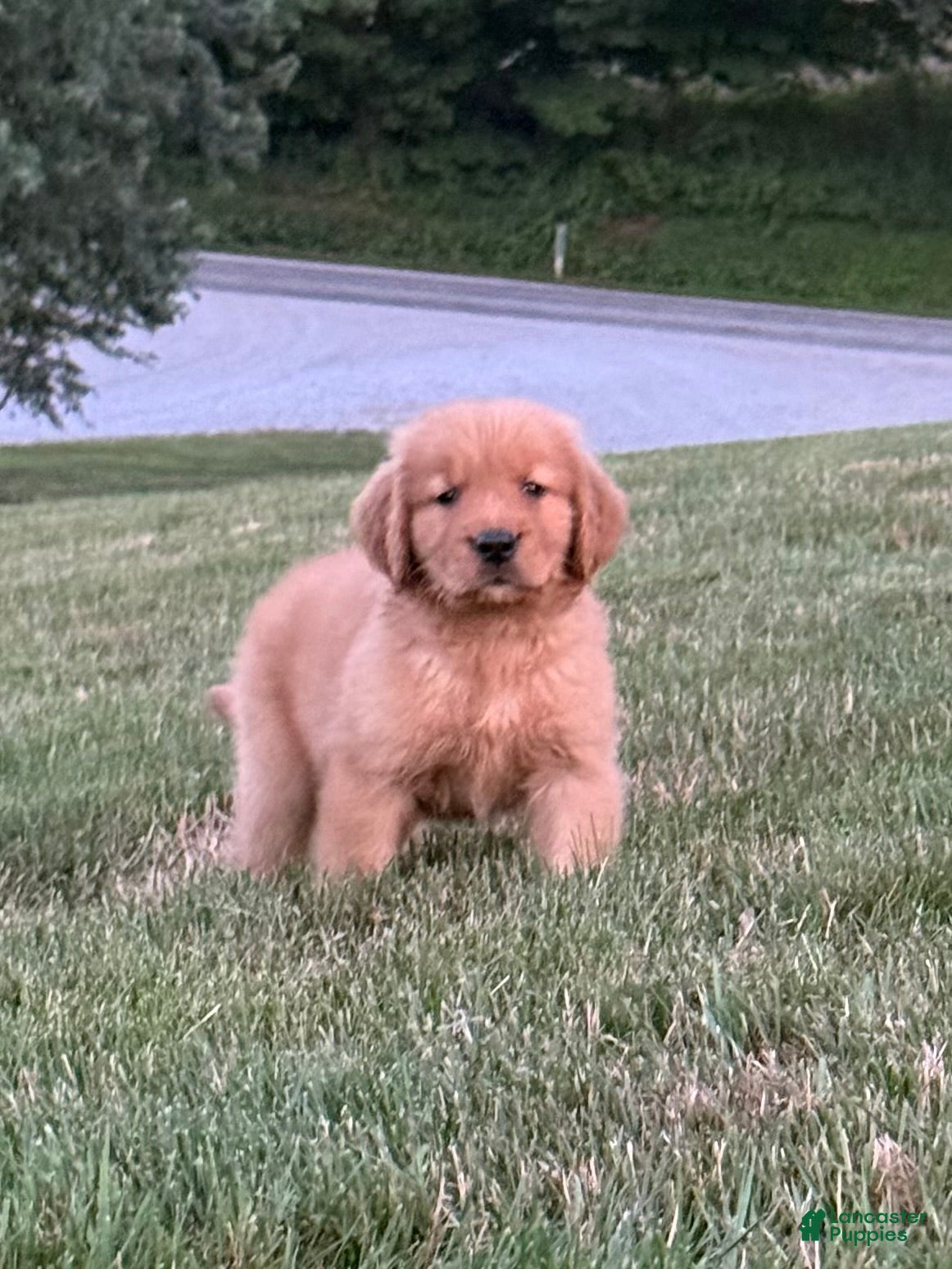 Golden Retriever dogs Huck - Ad 1