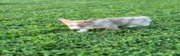 Welsh Corgi Pembroke dogs for sale: Tinkerbell - Ad 4
