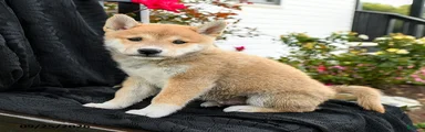 Kotaro