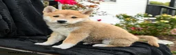 Shiba Inu dogs for sale: Kotaro - Ad 1