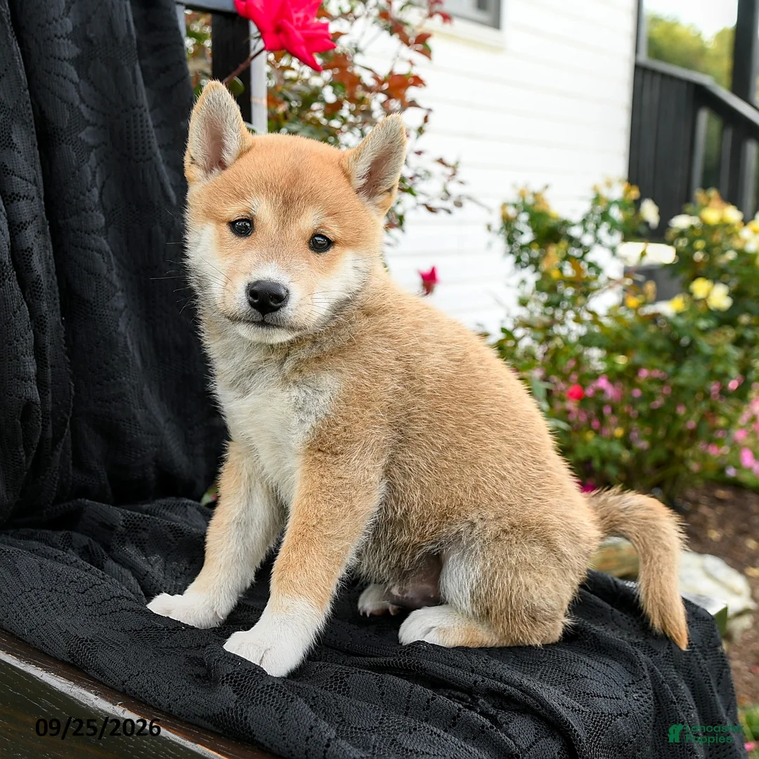 Shiba Inu dogs for sale: Kotaro - Ad 1
